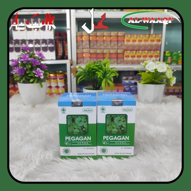 Pegagan HIU 60kps